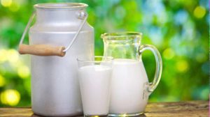 Dairy milk has an important role in the Ayurvedic pharmacopeia