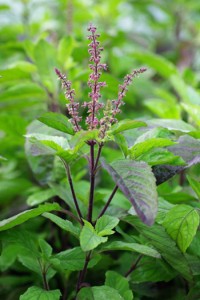 Find Tulsi seeds at Horizon Herbs