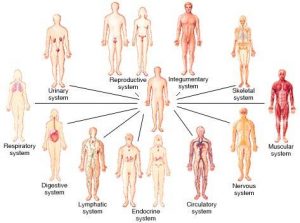 organ systems and the definition of health