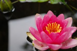 the best medicine is peace